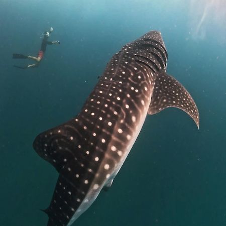 Dhigurah Dhonveli Boutique Hotell Exteriör bild